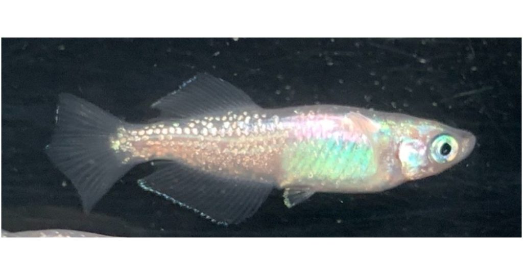 カダヤシとメダカの見分け方は 上から違いを確認するわかりやすい方法は 偽メダカ飼育違法 うんてぃが話題をまとめるブログ