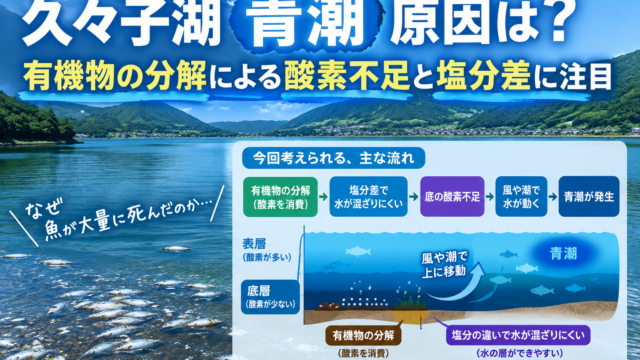 久々子湖の青潮の原因を最新データから考察｜有機物の分解と酸素不足の関係